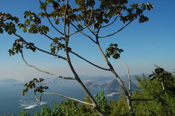 리우데자네이루, 브라질의 풍경 전망 - niteroi corcovado rio de janeiro tropical climate 뉴스 사진 이미지