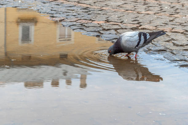 istock Thirsty pigeon drinks water from a puddle on a city square. 1213896644