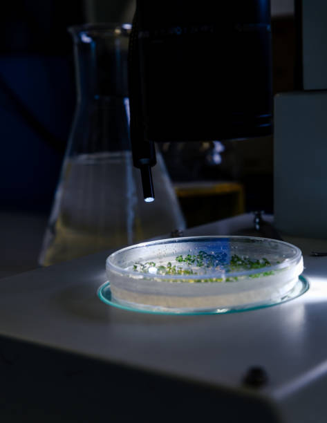Culture in a petri dish under a light stereomicroscope is examined for pharmaceutical bioscience research. Concept of science, laboratory and study of diseases. Coronavirus (COVID-19) treatment developing. cultivo en una placa de petri bajo un estereomicroscopio ligero se examina para la investigación de biociencia farmacéutica. concepto de ciencia, laboratorio y estudio de enfermedades. se está desarrollando el tratamiento con coronavirus (covid-19).