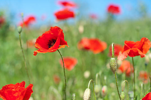 istock poppies on the meadow 121389731