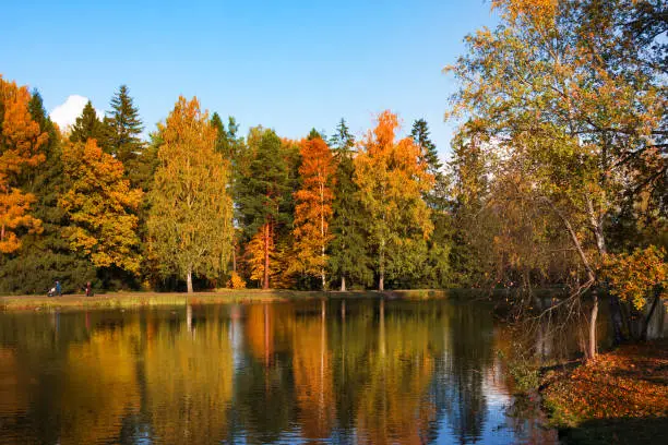 Autumn foliage in Pavlovsky park, Pavlovsk, Saint Petersburg, Russia. Autumn park with pond. Sky is reflected in water.