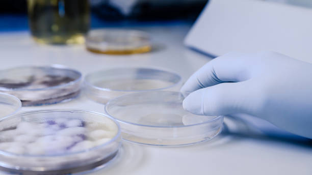 istock Scientific handling Microbiological cultures in a petri dish for pharmaceutical bioscience research. Concept of science, laboratory and study of diseases. Coronavirus (COVID-19) treatment developing. 1213897754