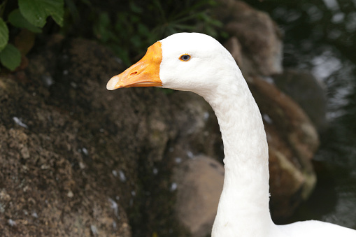head of white goose in close up