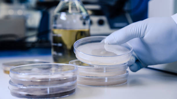 istock Scientific handling Microbiological cultures in a petri dish for pharmaceutical bioscience research. Concept of science, laboratory and study of diseases. Coronavirus (COVID-19) treatment developing. 1213897798