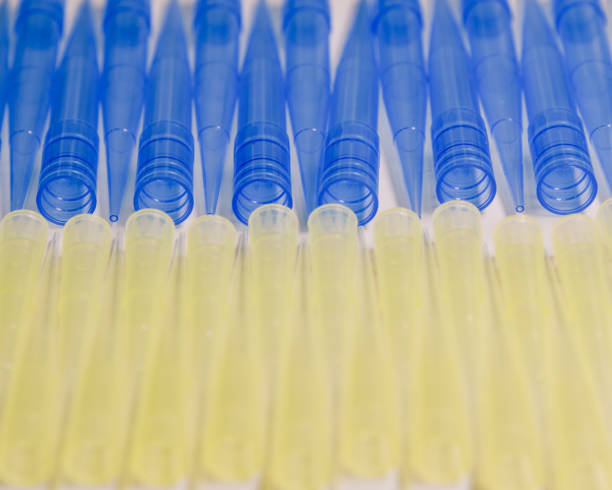 punte di pipetta da laboratorio universale blu e gialla. concetto di materiale di laboratorio e scientifico. - multi channel pipette foto e immagini stock