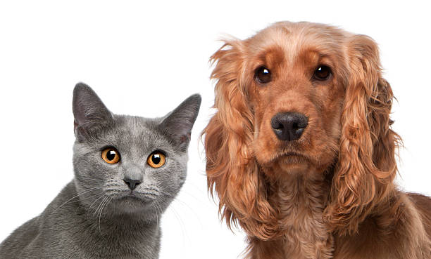 istock Chartreux cat, and a English Cocker Spaniel, white background. 121389828