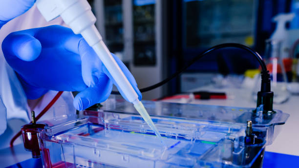 Protein separation on gels in a Electrophoresis chambers. Concept of science, laboratory and study of diseases. Coronavirus (COVID-19) treatment developing. stock photo