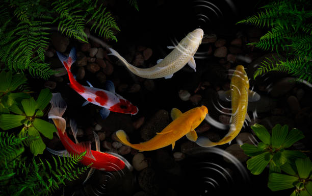 istock Koi fish in the garden 1213901092