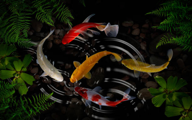 istock Koi fish in the garden 1213901114