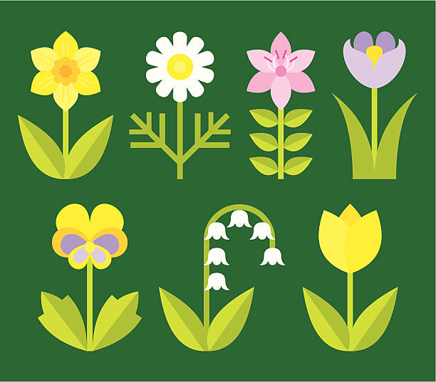 illustrations, cliparts, dessins animés et icônes de choix de fleurs de jardin - chamomile plant