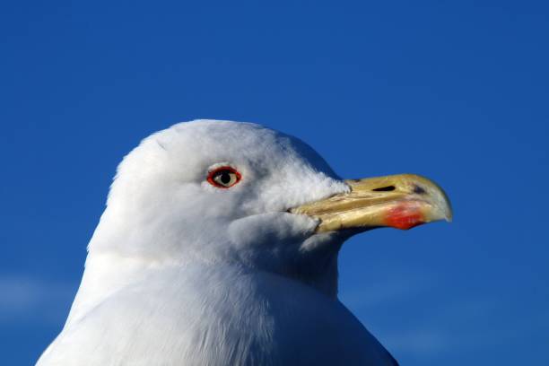 istock Head of a yellow-legged gull (Larus michahellis). 1213902696