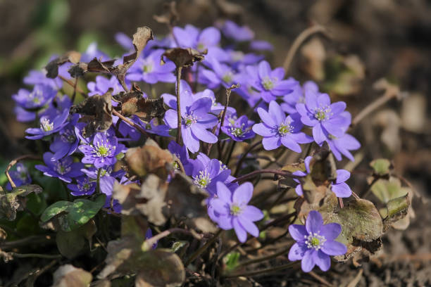 istock Liverleaf (liverwort) flowers in spring forest, natural background, selective focus 1213903104