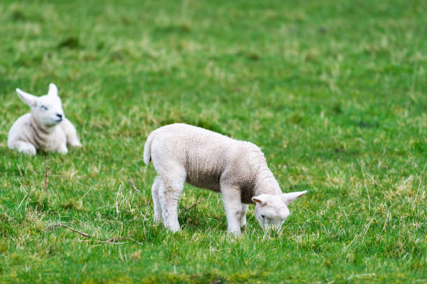 istock Two Scottish lambs in a field on an overcast spring morning 1213904339