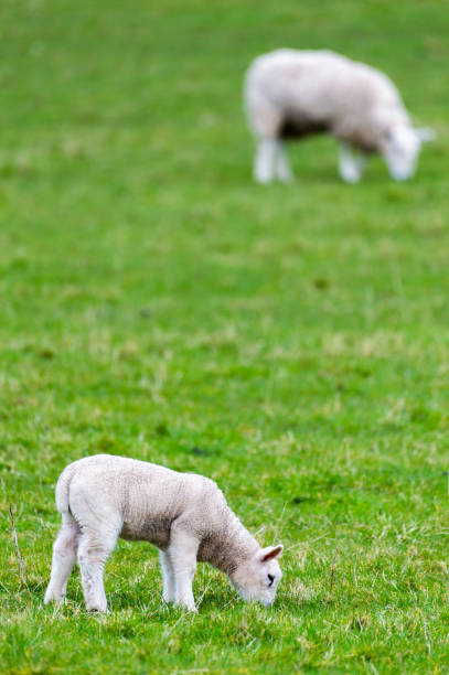 istock Scottish lamb and sheep grazing in a field on an overcast spring morning 1213904521