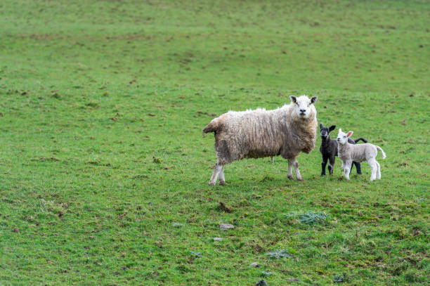 istock Scottish lamb and sheep grazing in a field on an overcast spring morning 1213904544