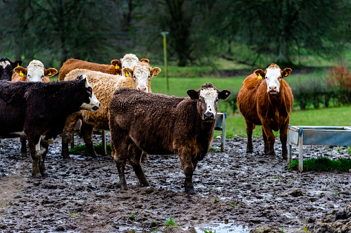 A small group of beef cattle standing next to a silage feeding station.
The ground is muddy in this part of the field due to the wet weather and the cattle walking in this area.
The cattle are fed the silage to supplement the lack of grass during the winter and spring months.
The cattle are in Dumfries and Galloway, south west Scotland.
Agriculture is a major industry in rural Dumfries and Galloway.