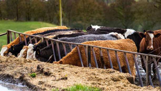 istock Scottish beef cattle feeding on silage on an overcast spring morning. 1213904610