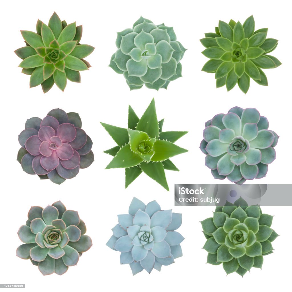 Succulents Plants Collection on White Succulents plants - top view - sempervivum, aloe mitriformis and echeveria isolated on white background Succulent Plant Stock Photo
