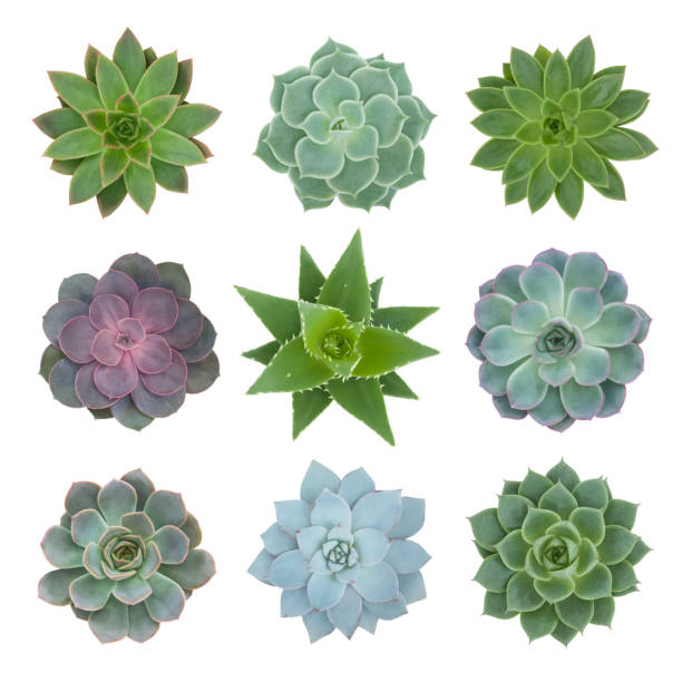 Succulents Plants Collection on White Succulents plants - top view - sempervivum, aloe mitriformis and echeveria isolated on white background agave plant photos stock pictures, royalty-free photos & images