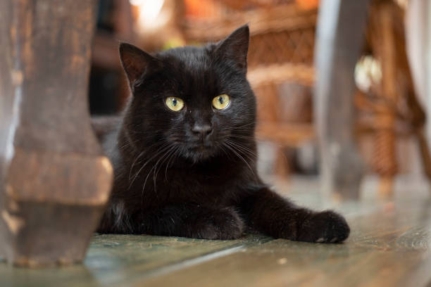 istock Young black bombay cat with yellow eyes lying on the floor. 1213904831