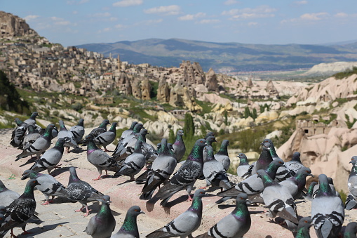 Pigeons are one of the symbols of Cappadocia.