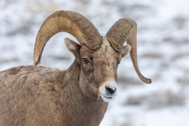 istock Bighorn Sheep Ram in Winter 1213906541