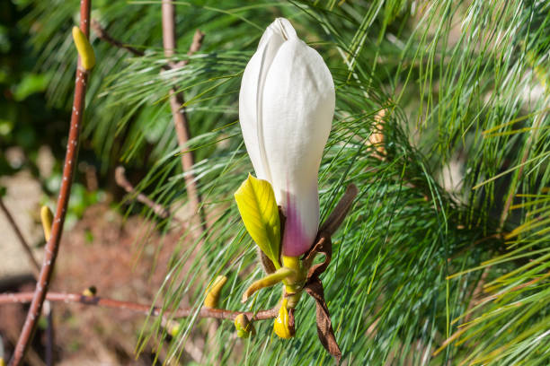 grande fiore magnolia rosa e bianco noto anche come fiore di tulipano - plant white magnolia tulip tree foto e immagini stock