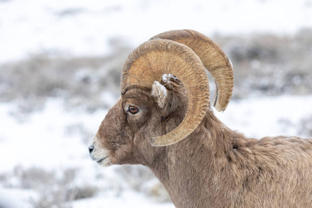 冬のビッグホーン羊ラム - bighorn sheep ram sheep winter ストックフォトと画像