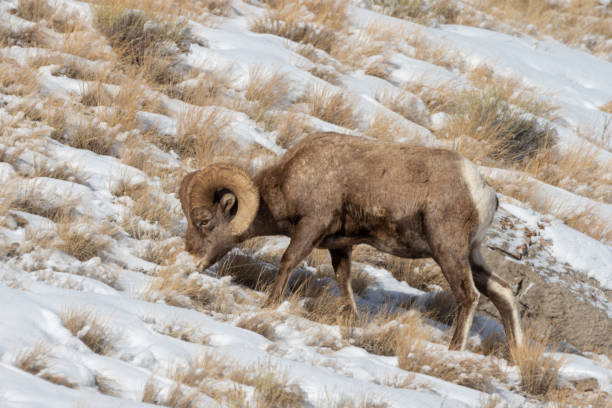 冬のビッグホーン羊ラム - bighorn sheep ram sheep winter ストックフォトと画像