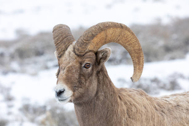 冬のビッグホーン羊ラム - bighorn sheep ram sheep winter ストックフォトと画像