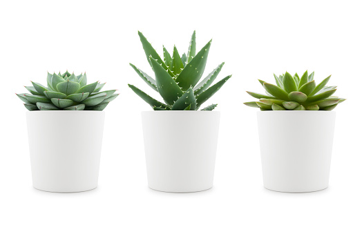 Variety of succulent plants in white pots isolated on white background - echeveria, aloe mitriformis and sempervivum