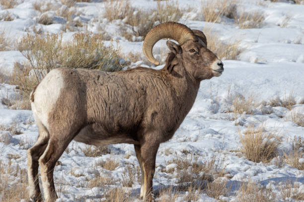 冬のビッグホーン羊ラム - bighorn sheep ram sheep winter ストックフォトと画像