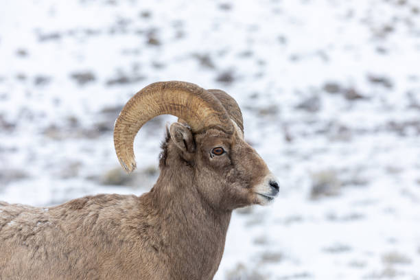 istock Bighorn Sheep Ram in Winter 1213907432