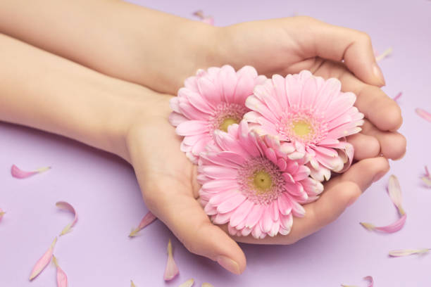 istock Spring bouquet from gerbera flowers in womans hands on a violet background with small pink petals background. Feel spring concept. Women insights about skin care. 1213907643