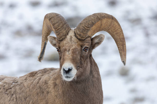 istock Bighorn Sheep Ram in Winter 1213907743