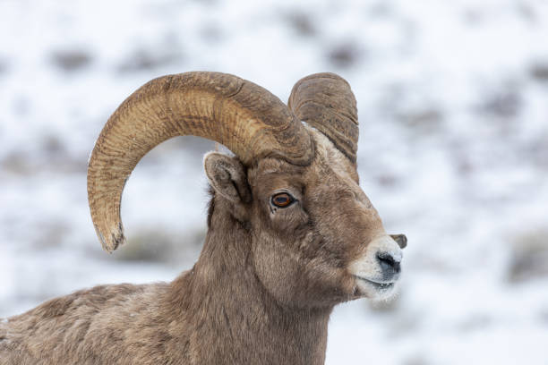 冬のビッグホーン羊ラム - bighorn sheep ram sheep winter ストックフォトと画像