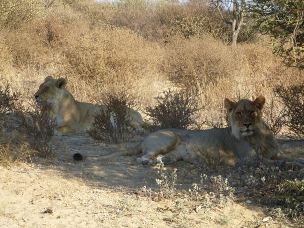 Lion cat is a carnivore or meat eater animal which is very strong and dangerous . Surrounded by arid , dry , yellow grass ground in African desert . Lions are also affected and threaten by big animal hunting and trophy in some parks . Kgalagadi Transrontiert national park is a crossboarder park ( border triangle ) within Kalahari desert region in Africa . pareja de leones o familia (dos leones adultos macho y hembra) mirando a la cámara y acostado en tierra seca a la sombra de un árbol rodeado de matorrales, arbustos y ramas en kgalagadi transfrontier nationalpark / kalahari en nambia / sudáfrica / botsw