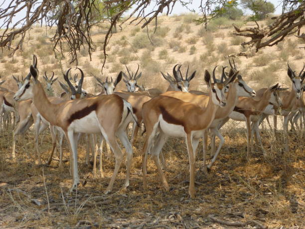 istock Group of several african antelope gazelle or springbok standing under a tree with branches, surrounded by dry scrub and bush with sand dune and arid grass in the background in Kgalagadi Transfrontier national park of Kalahari desert in Nambia Africa 1213909190