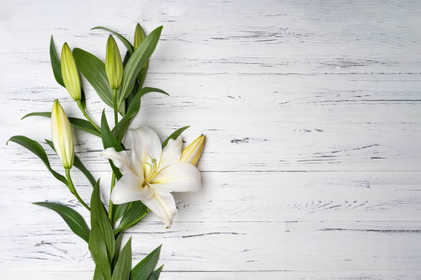 istock composition of white lilies on a light wooden background . 1213909239