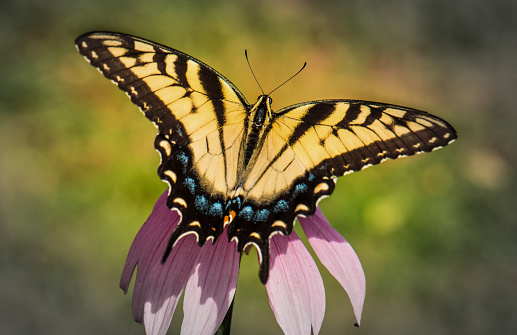 A yellow swallowtail butterfly opens its wings with a blurred meadow in the background