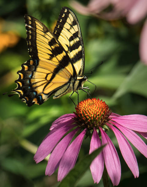 istock Swallowtail butterfly feeds on an echinacea flower 1213910035