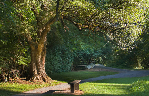 An old tree extends a graceful branch to passersby