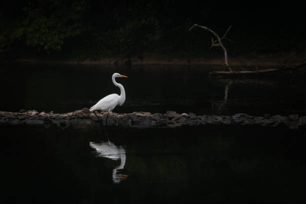 White egret surveys its watery domain