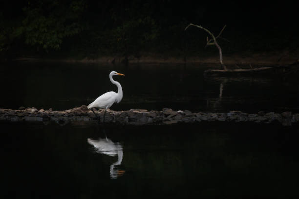 White egret surveys its watery domain stock photo