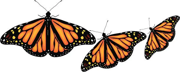 Vector illustration of colorful butterflies