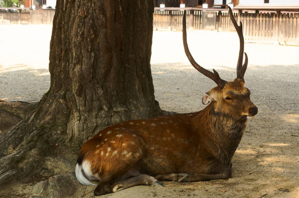 istock Deer lying down in the shade in Nara Park, Nara, Japan 1213911013
