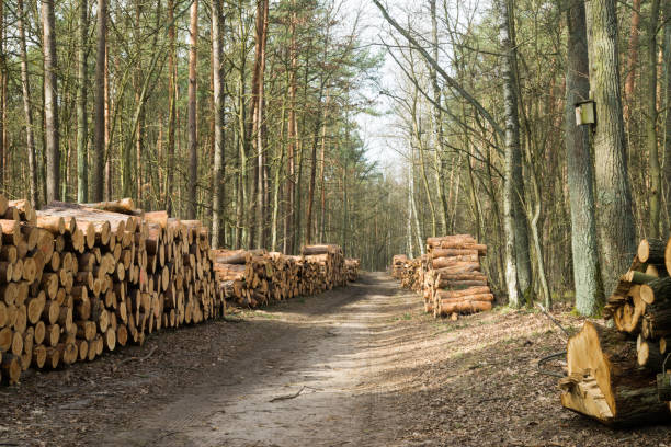 istock stacks of pine logs  at  forest road 1213911075