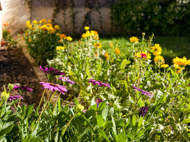 istock Garden Collection: Wild Pink and Yellow Flowers 1213911147