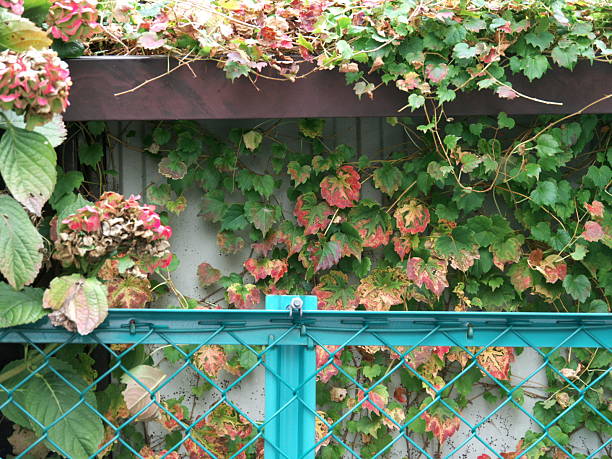 istock colored plants and a blue-green fence 121391123