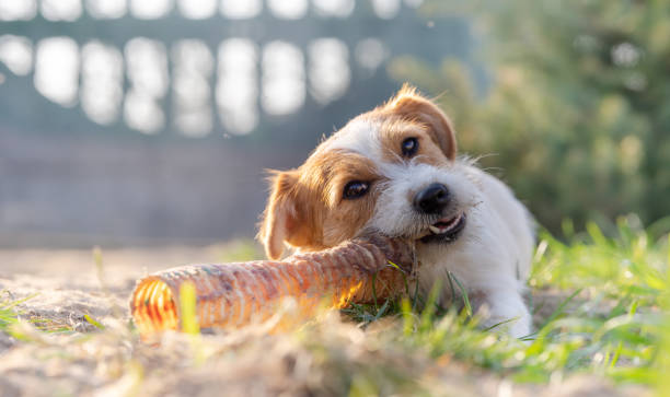 Portrait of a jack russell terrier dog eating meat in a spring garden full of sunshine. stock photo
